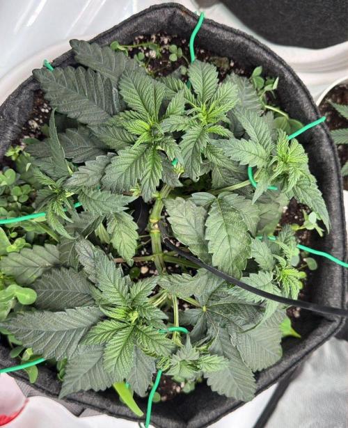 710 Labs Bag Seed: LTP. Week 5 - Pulling her apart into those 7 colas