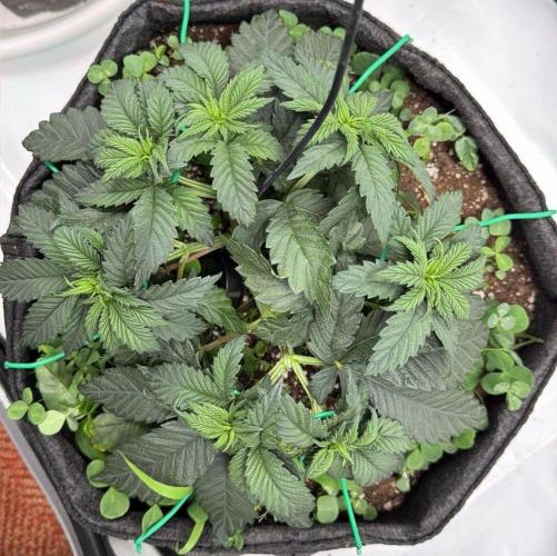710 Labs Bag Seed: LTP. Week 5 - Growing...