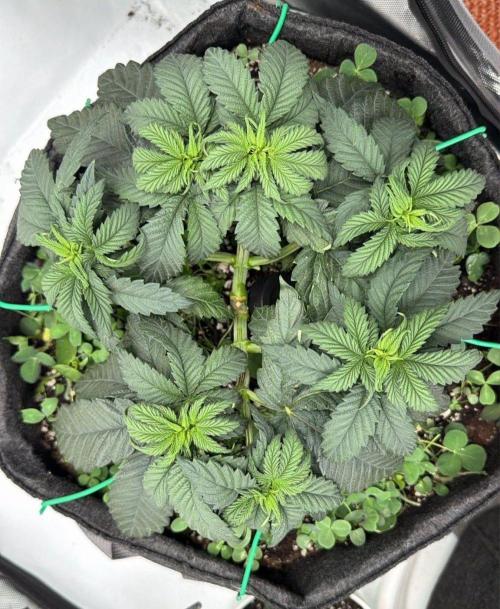 710 Labs Bag Seed: LTP. Week 5 - ...growing...