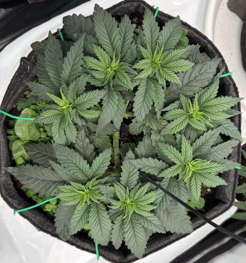 710 Labs Bag Seed: LTP. Week 5 - ...getting a nice shape