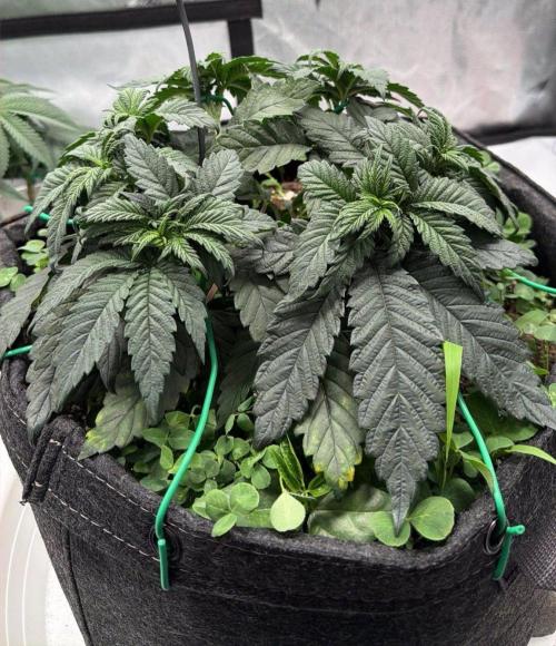 710 Labs Bag Seed: LTP. Week 5 - Looking generally bushy, but...