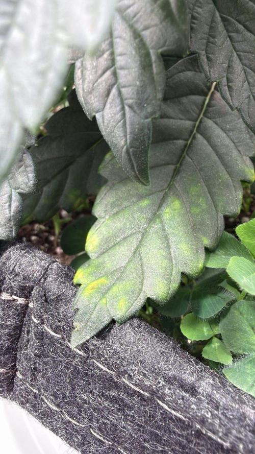 710 Labs Bag Seed: LTP. Week 5 - Those oldest leaves have some discoloring.