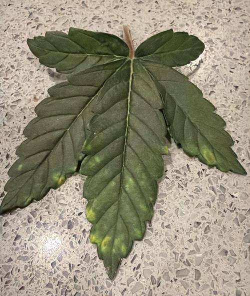 710 Labs Bag Seed: LTP. Week 5 - Only on the oldest leaves, I've seen this before when overwatering...?
