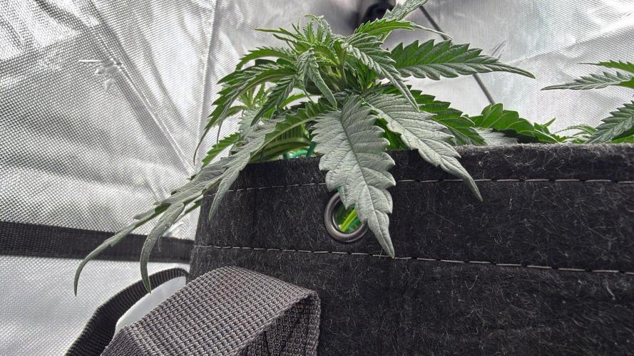 710 Labs Bag Seed: LTP. Week 5 - Also that clawing...too much N?