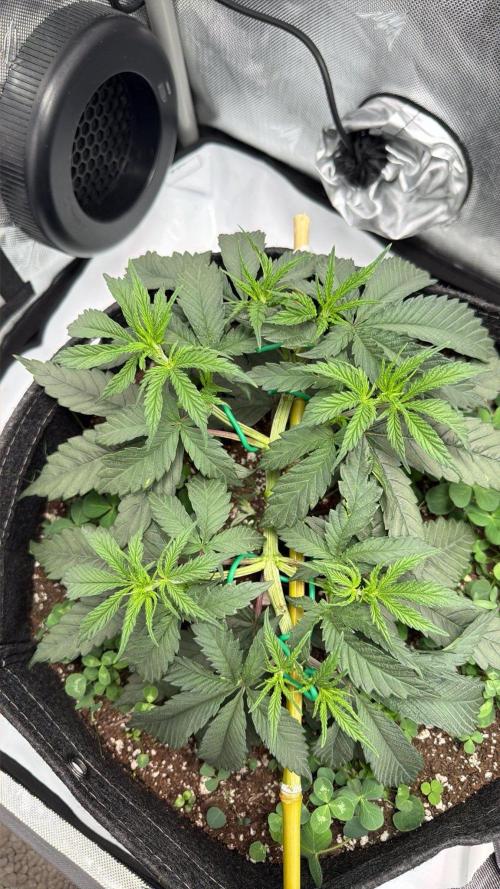 Chemdawg getting weird. Week 5 - Starting to take shape...