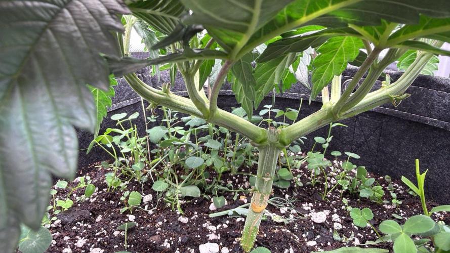 Chemdawg getting weird. Week 5 - Happy with this branching structure.