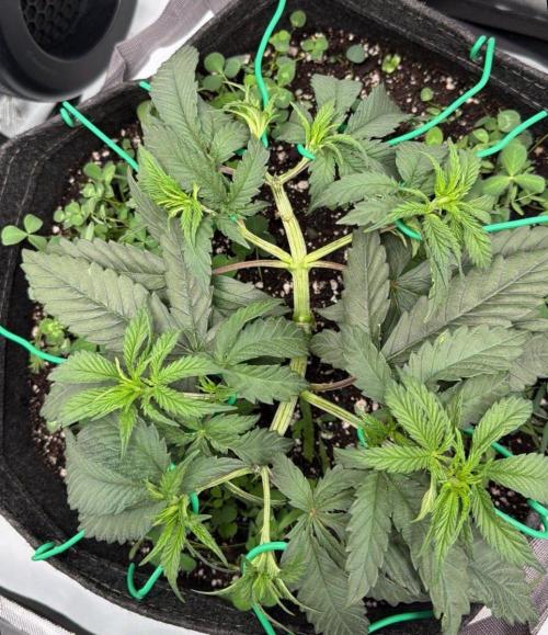 Chemdawg getting weird. Week 5 - Removed the bamboo and pulling apart the growth tips...