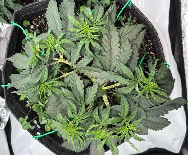 Chemdawg getting weird. Week 5 - ...pulling...