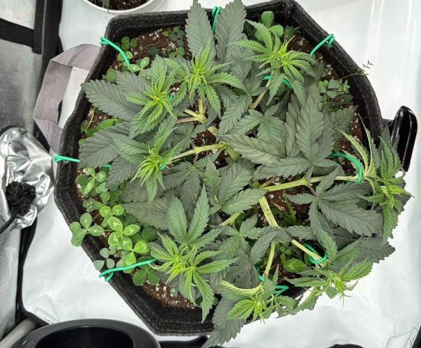 Chemdawg getting weird. Week 5 - ...pulling...