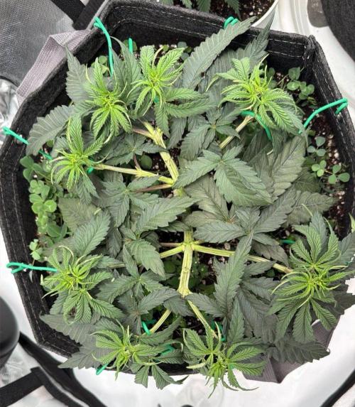 Chemdawg getting weird. Week 5 - ...pulling...