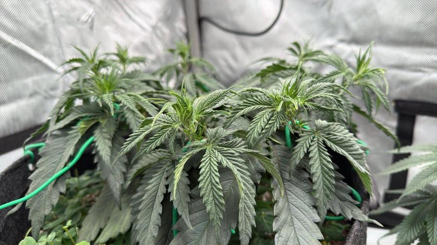 Chemdawg getting weird. Week 5 - Looking a bit overwatered :-/