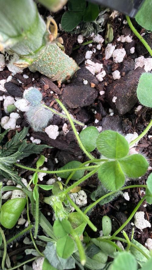 Chemdawg getting weird. Week 5 - Some nice mycelium starting in the soil