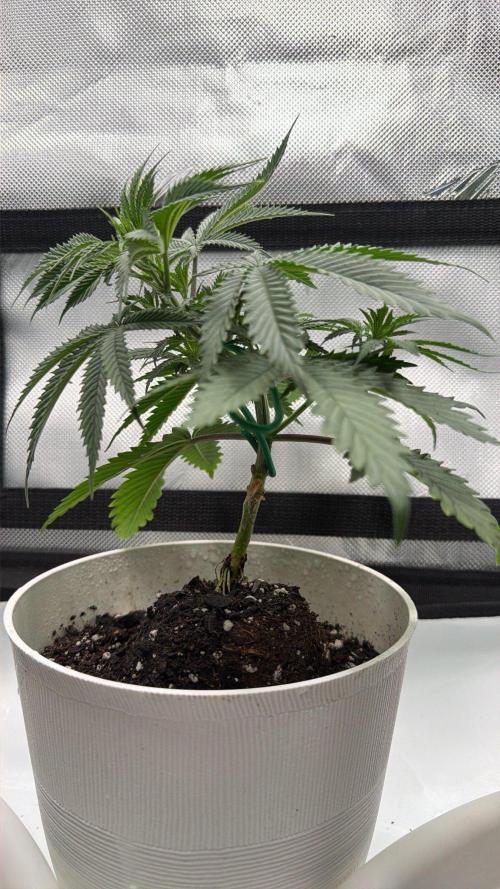 Chemdawg getting weird. Week 5 - Bonsai has had her protective soil cover removed