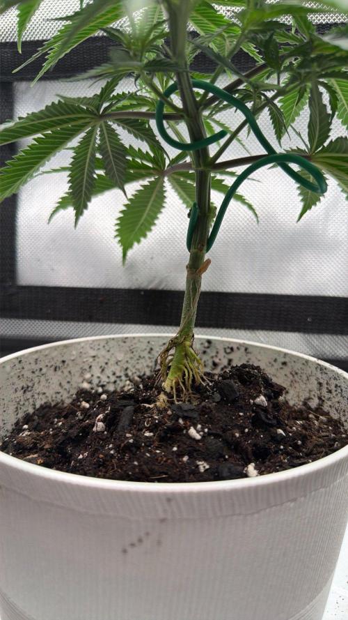 Chemdawg getting weird. Week 5 - Starting to wash away soil...