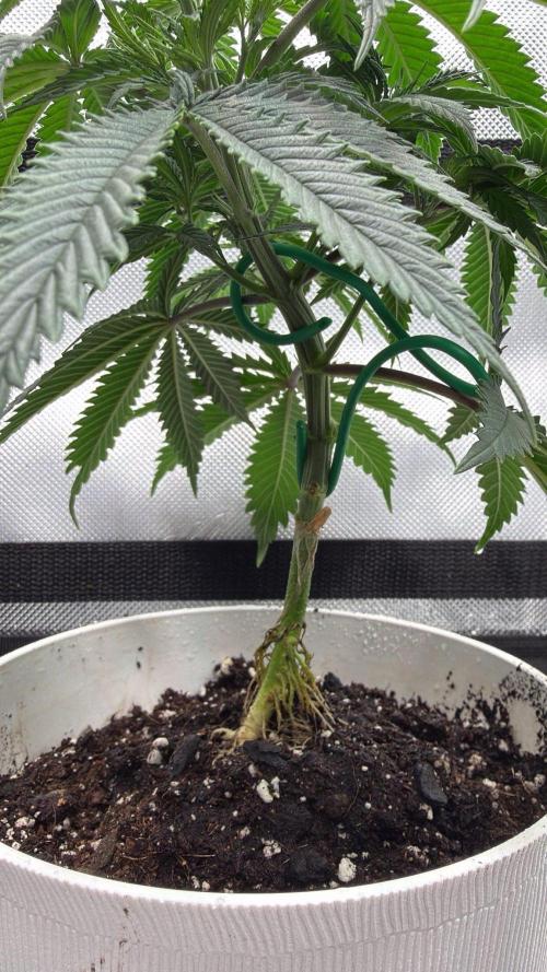 Chemdawg getting weird. Week 5 - Cleaning soil out of the roots...