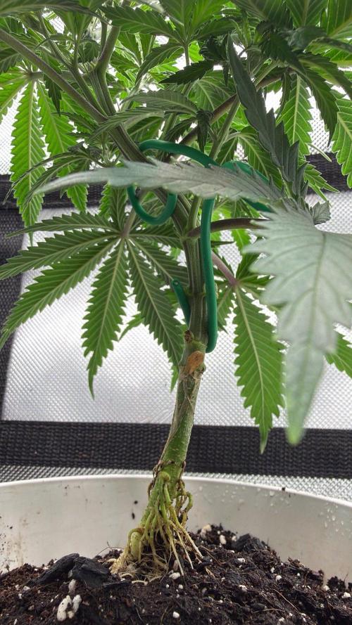 Chemdawg getting weird. Week 5 - More slow root reveal...