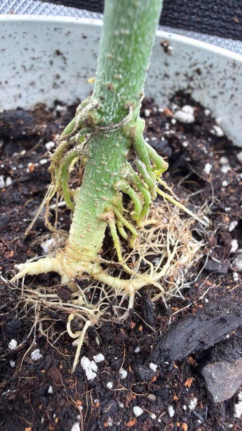 Chemdawg getting weird. Week 5 - Will need to clean this up.