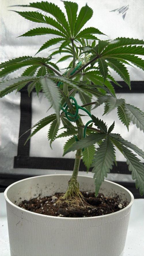 Chemdawg getting weird. Week 5 - More root reveal...