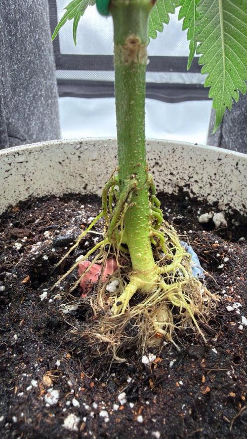 Chemdawg getting weird. Week 5 - Cupcake starting to reveal itself...