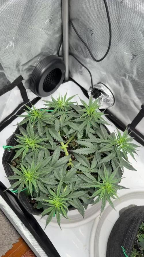 Chemdawg getting weird