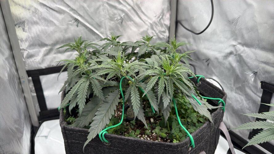 Chemdawg getting weird. Week 6 - Looking a little shaggy...