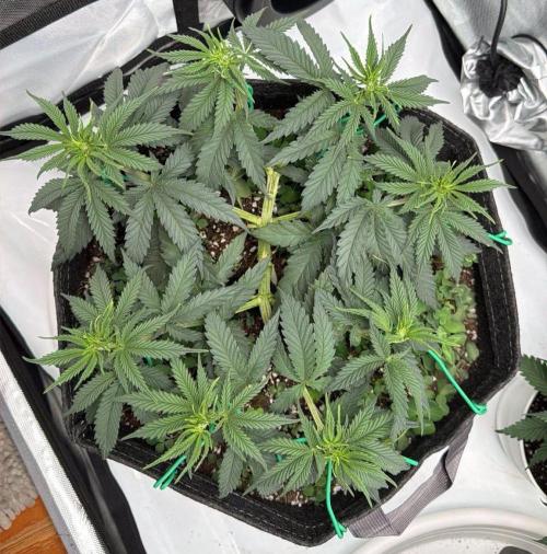 Chemdawg getting weird. Week 6 - Just about there...