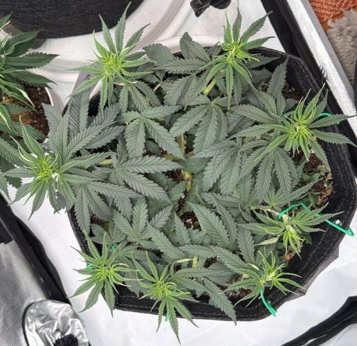 Chemdawg getting weird. Week 6 - Yeah, that'll do.