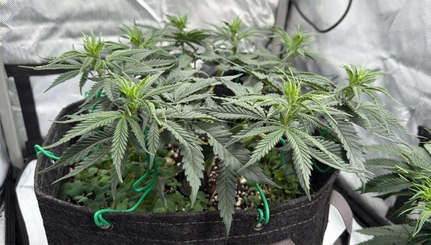 Chemdawg getting weird. Week 6 - Lots of healthy growth