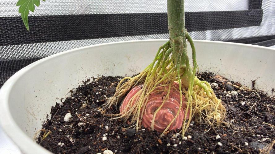 Chemdawg getting weird. Week 6 - Bonsai cupcake reveal