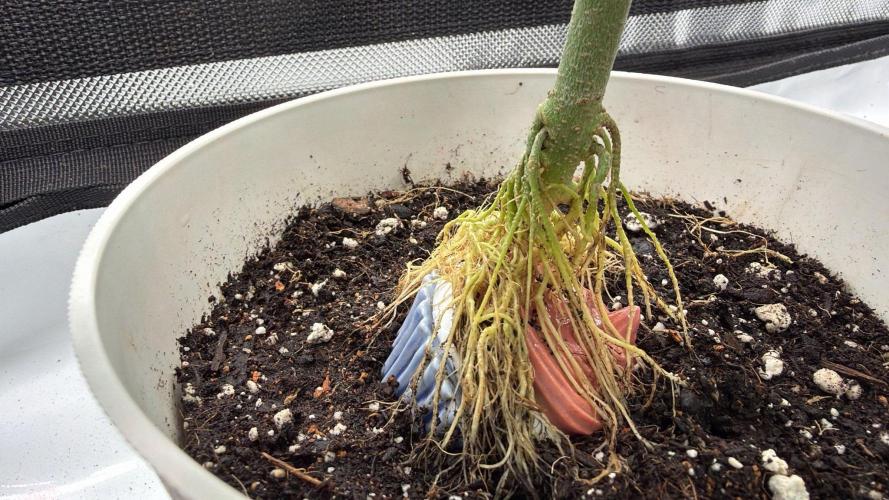 Chemdawg getting weird. Week 6 - Bonsai cupcake reveal