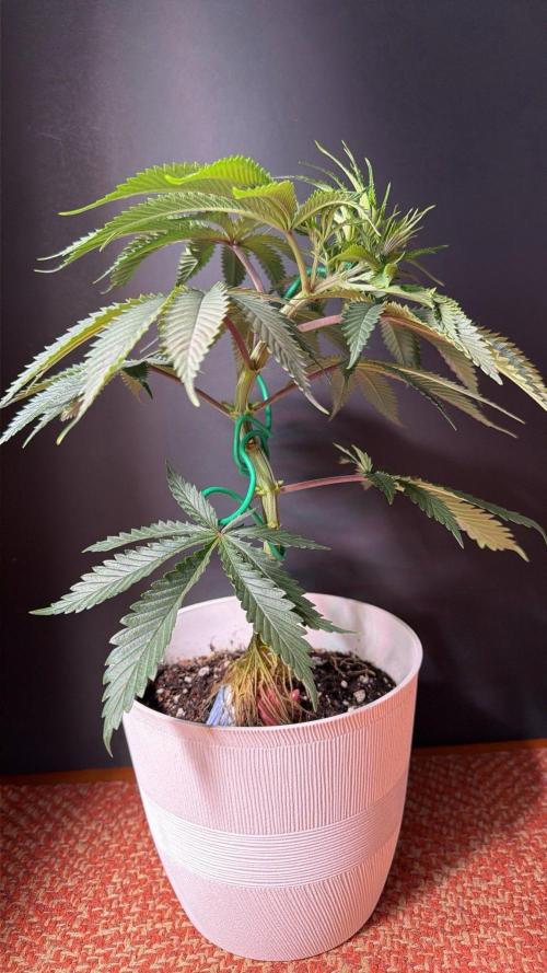 Chemdawg getting weird. Week 6 - Bonsai glamour shot.