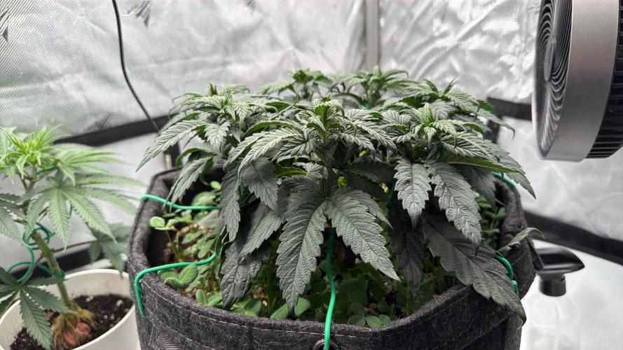 710 Labs Bag Seed: LTP. Week 6 - Looking bushy...