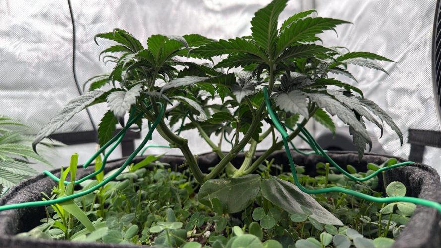 710 Labs Bag Seed: LTP. Week 6 - Fairly open from the side...