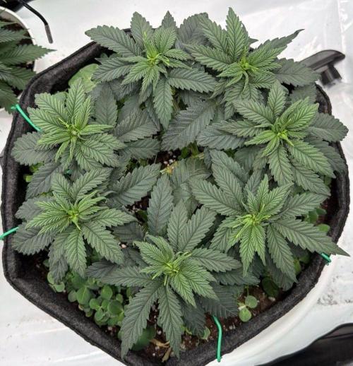 710 Labs Bag Seed: LTP. Week 6 - But a dense canopy from the top.