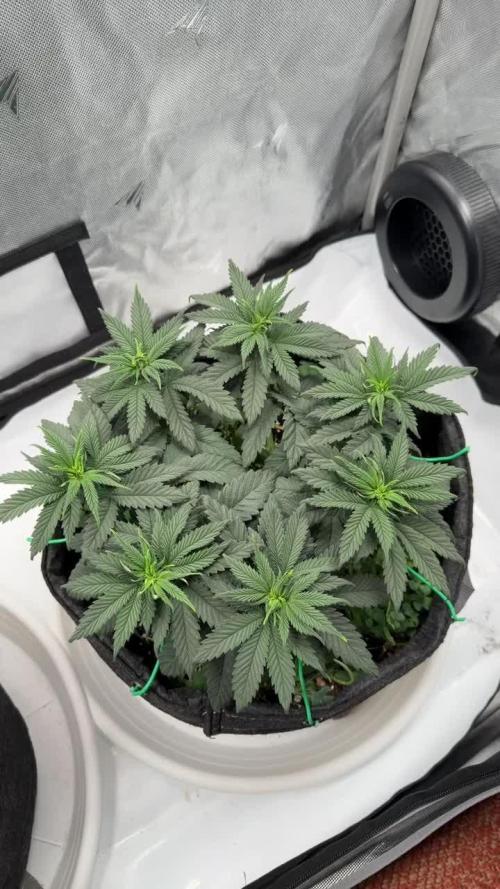 710 Labs Bag Seed: LTP