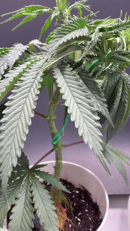 Chemdawg getting weird