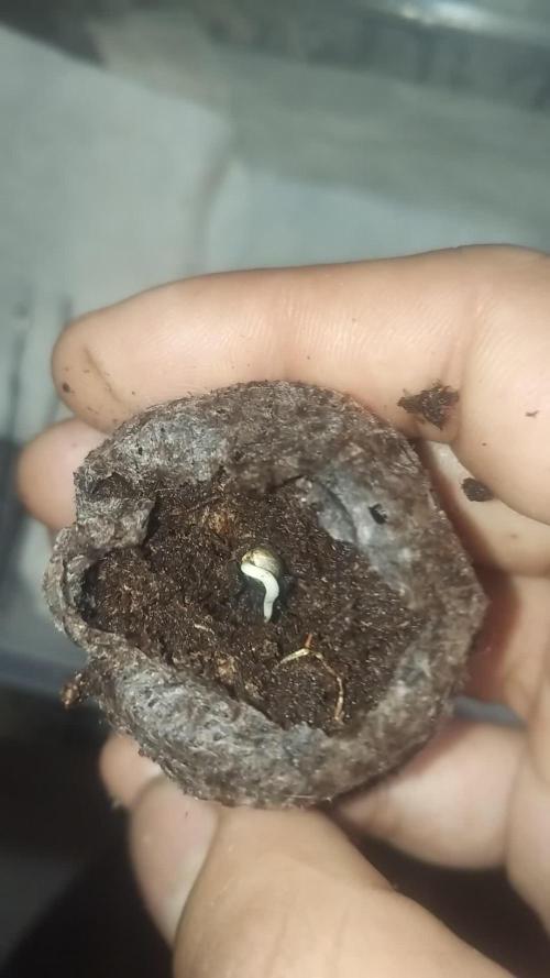 Strawberry cola sherbet F1