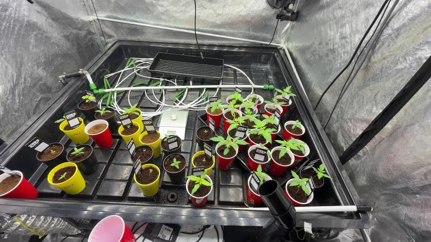 tpb 16oz budcups/solo grow