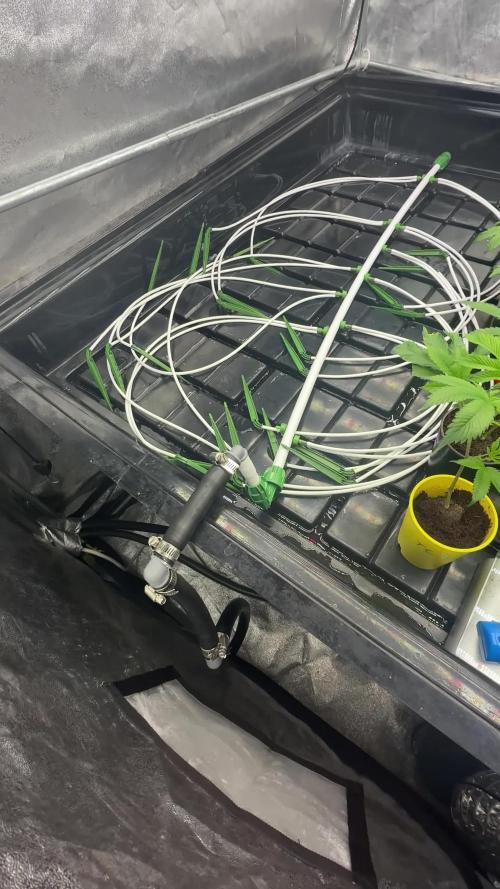 tpb 16oz budcups/solo grow
