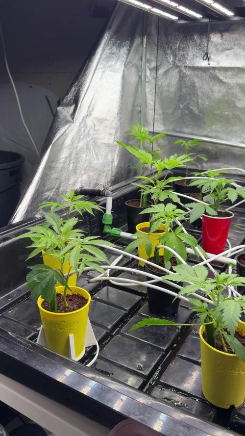 tpb 16oz budcups/solo grow