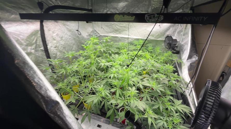 tpb 16oz budcups/solo grow