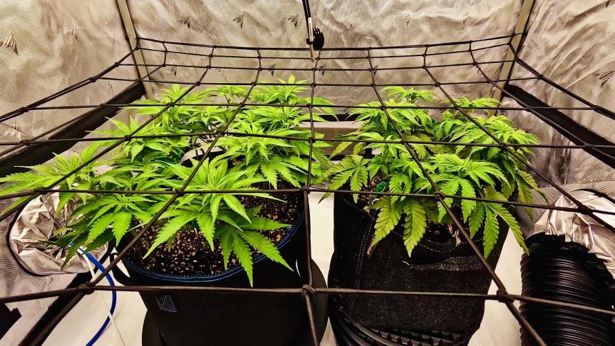 2.0 | Mainlining RQS Special Queen