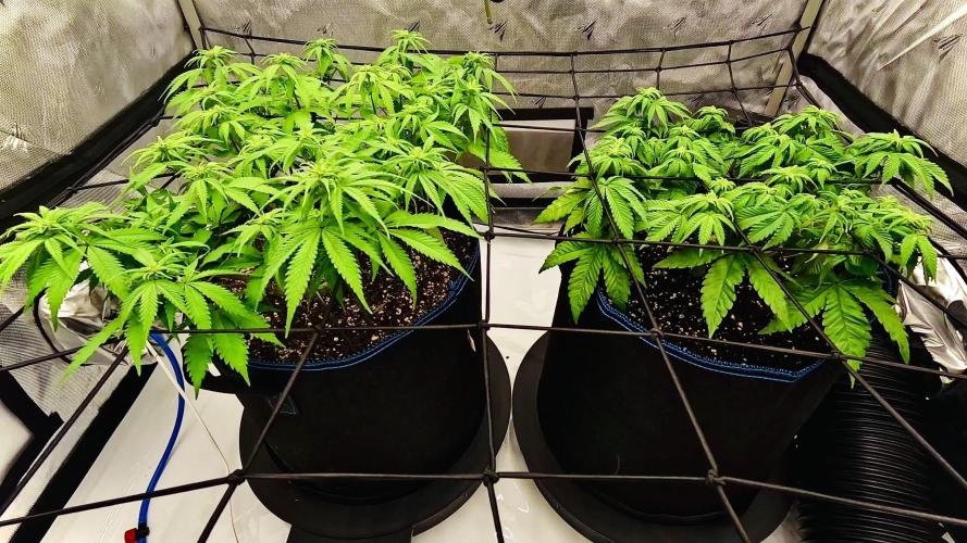 2.0 | Mainlining RQS Special Queen