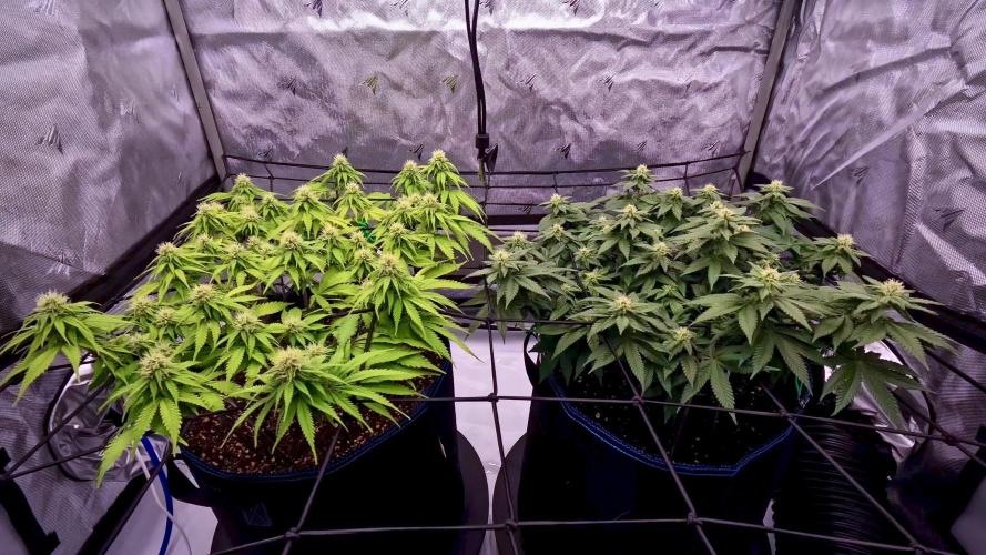 2.0 | Mainlining RQS Special Queen