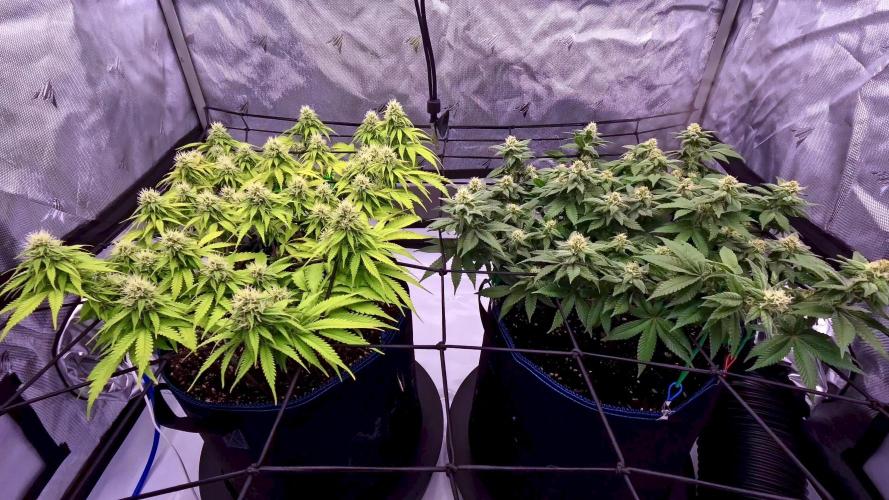 2.0 | Mainlining RQS Special Queen