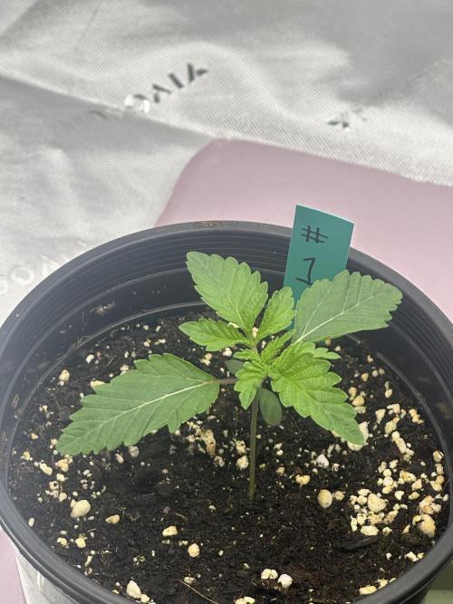 Dialed In: Environment First. Week 1