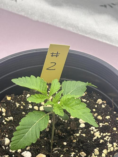 Dialed In: Environment First. Week 1