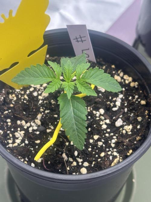 Dialed In: Environment First. Week 1