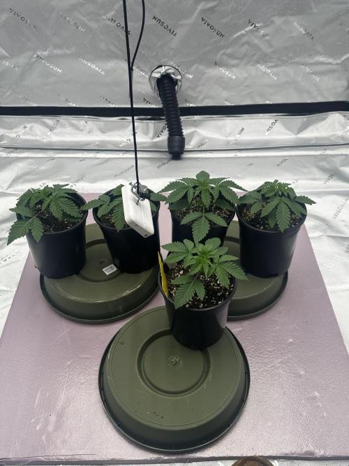 Dialed In: Environment First. Week 2 - So far overall, structure of the plants are pretty balanced and equal  