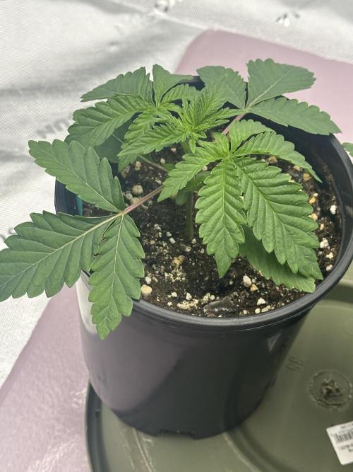 Dialed In: Environment First. Week 2